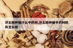 <b>ɳ������ֲʲô��ҩ��,ɳ������ֲ��ҩ�ķ�����ô��</b>