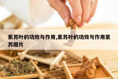 <b>����Ҷ�Ĺ�Ч������,����Ҷ�Ĺ�Ч����������ͼƬ</b>