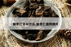 <b>�������ֽ�ʲô,������ֲ��ͼƬ</b>