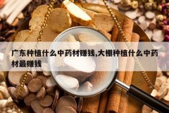 <b>�㶫��ֲʲô��ҩ��׬Ǯ,������ֲʲô��ҩ����׬Ǯ</b>