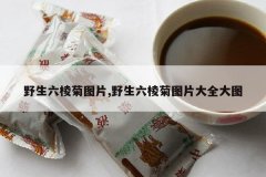 <b>Ұ�������ͼƬ,Ұ�������ͼƬ��ȫ��ͼ</b>