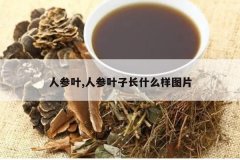 <b>�˲�Ҷ,�˲�Ҷ�ӳ�ʲô��ͼƬ</b>