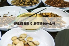 <b>Ұ������ͼƬ,Ұ���㳤ʲô��</b>