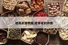 <b>�ع�Ƥֲ��ͼ,�ع�Ƥ������</b>