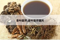 <b>��Ҷ����,��Ҷ����ͼƬ</b>